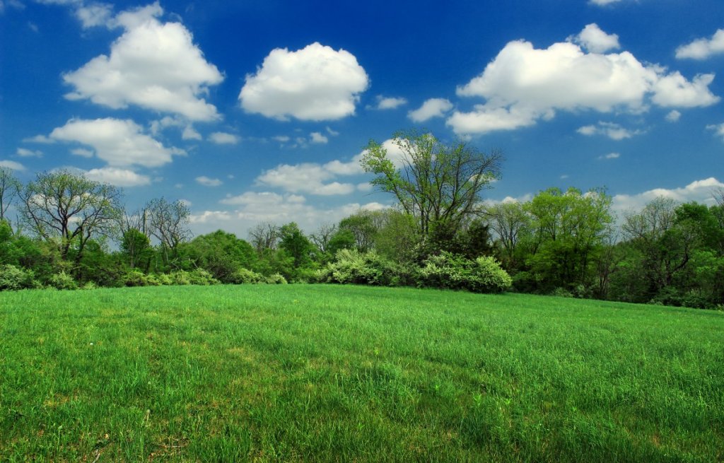 Grasslands- Earth's Green Blanket