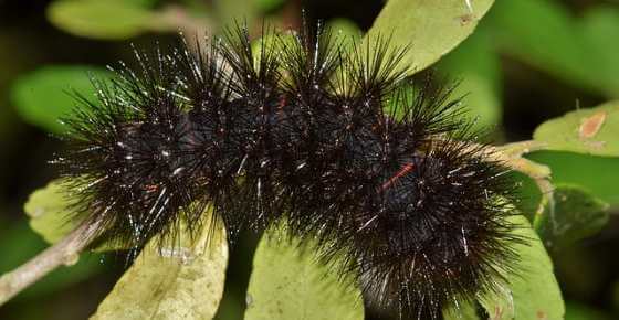 A black and white fuzzy caterpillar on a leaf, harmless or harmful?