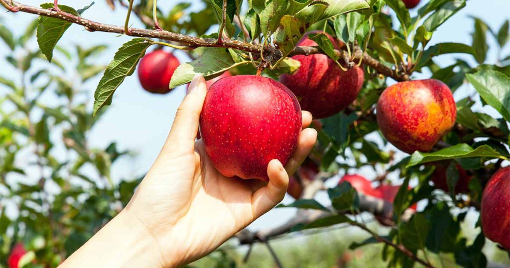 How to Grow Apple Trees at Home