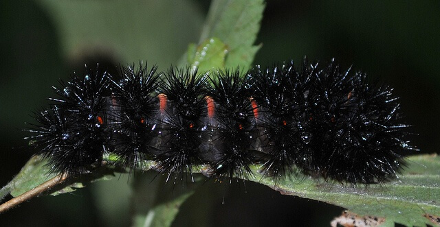 Black caterpillar crawling on a leaf. Its presence may indicate bad weather