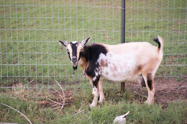 Discover effective ways to keep goats from escaping in our guide