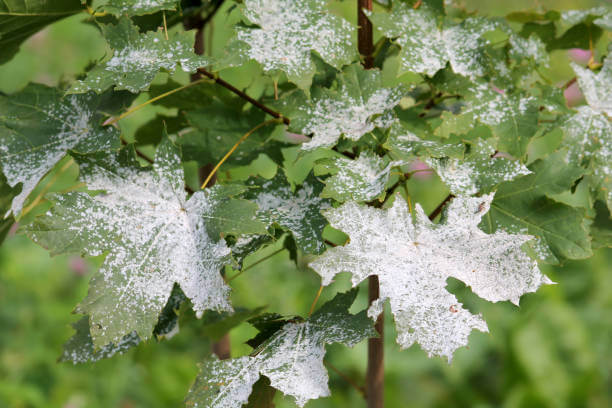 Powdery Mildew: A fungal disease that appears as a white powdery coating on plant leaves, stems, and fruits
