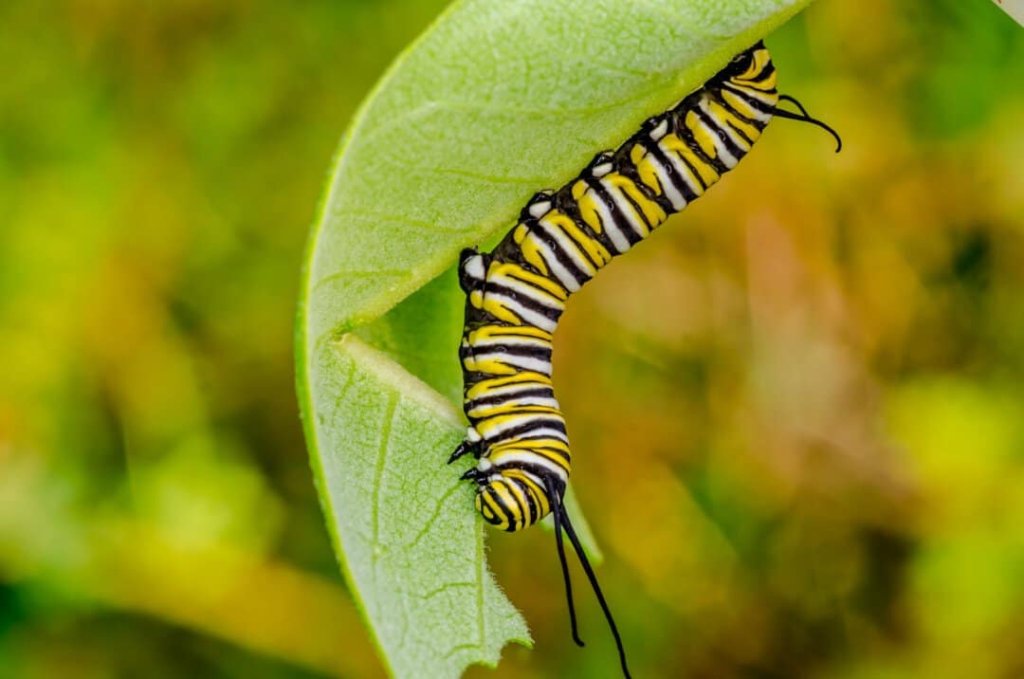 How to Safely Interact with Caterpillars