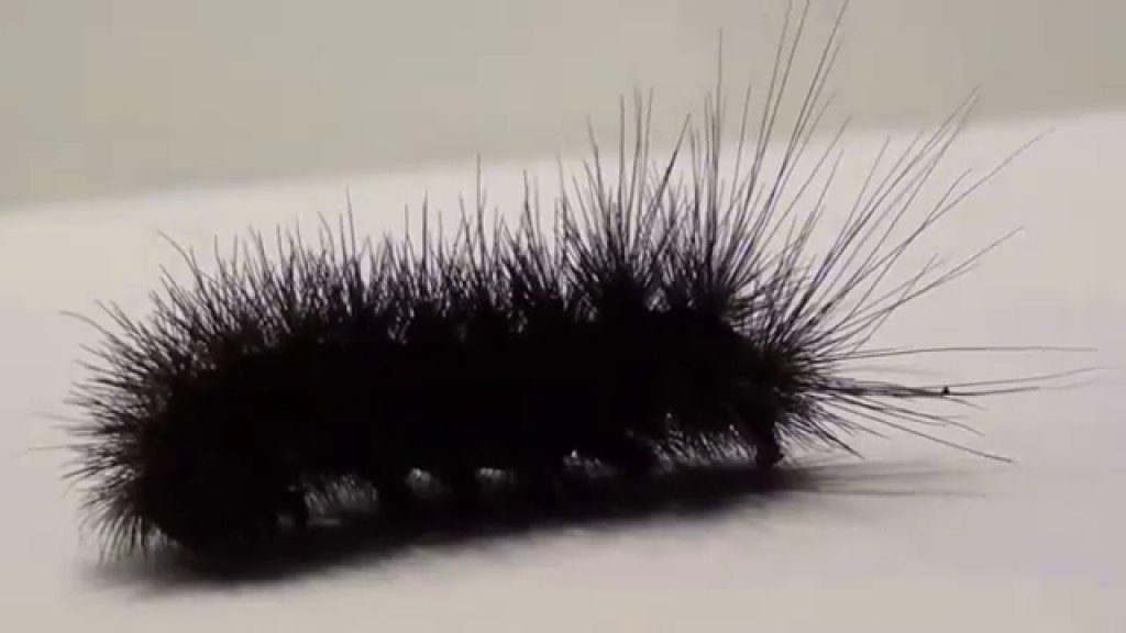 Black Fuzzy Caterpillars