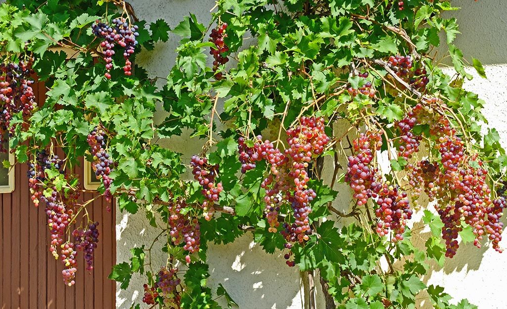 Is It Hard to Grow Grapes