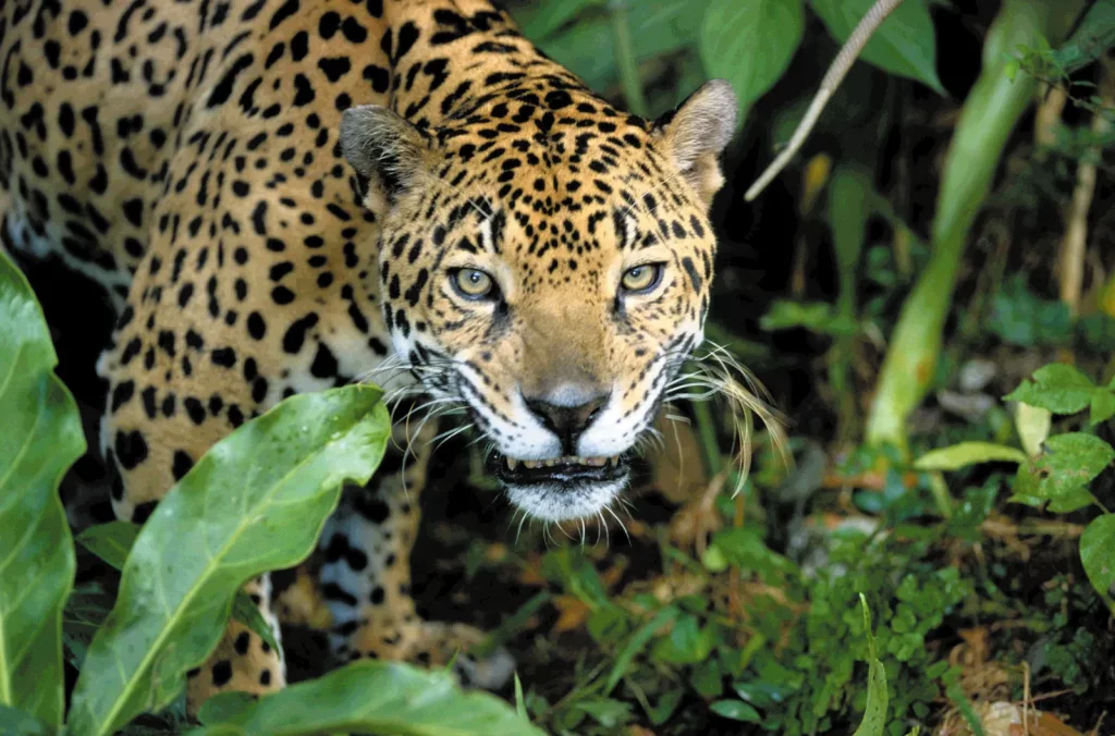 Jaguars .jpg
