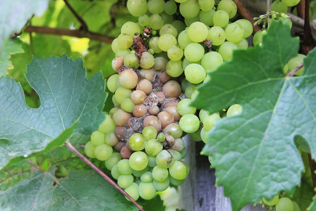 A cluster of fresh green grapes hanging on a vine