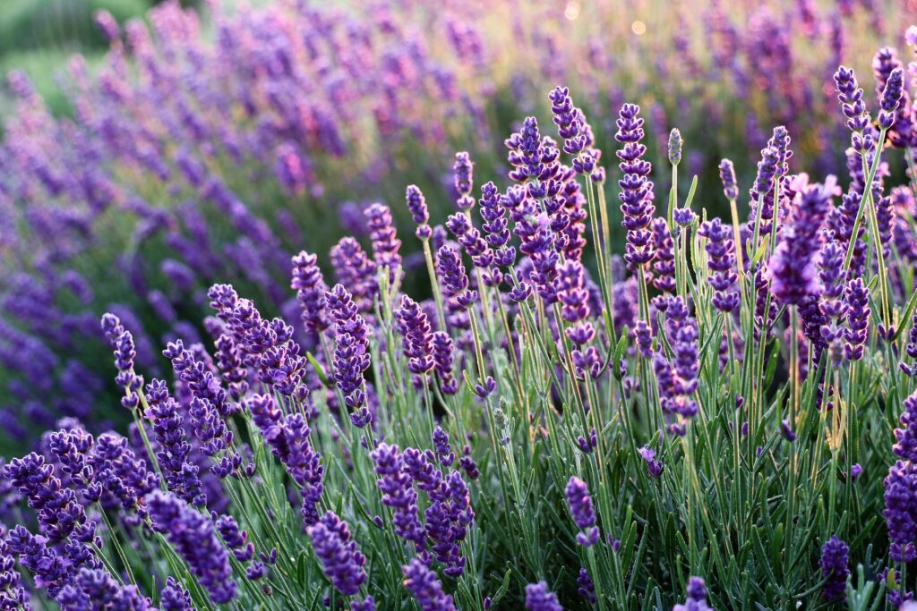 Lavender Planting