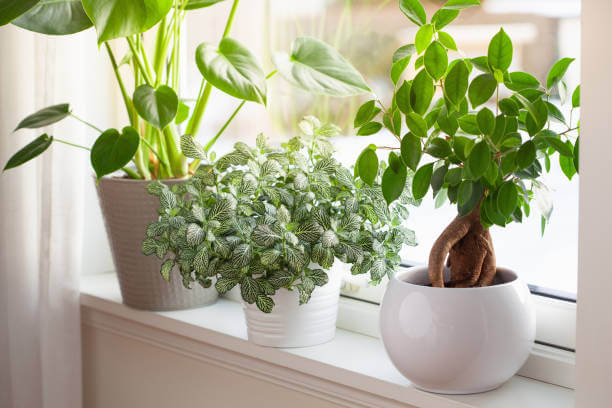 Three house plants in white pots on a windowsill, creating a serene indoor garden. Adequate air circulation is ensured