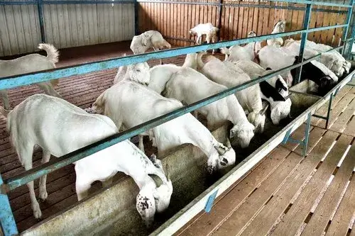 A group of goats happily munching on food from a trough inside a barn.