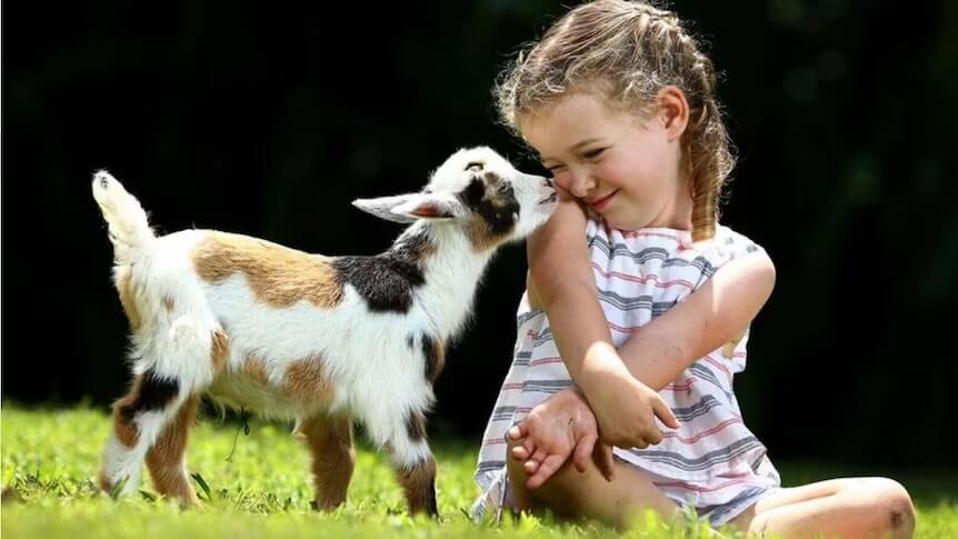 
A little girl gently pets a Nigerian Dwarf Goat on the grass.
