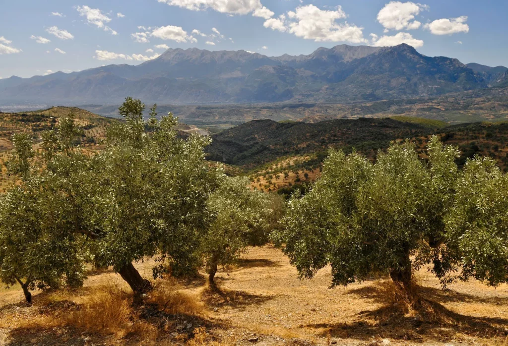 Olive-trees-grove-Sparta-Greece-Peloponnese.jpg