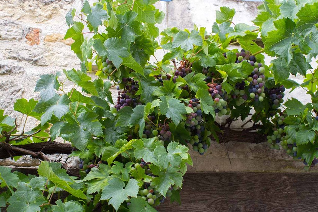 A vibrant vine with ripe grapes growing on a wall
