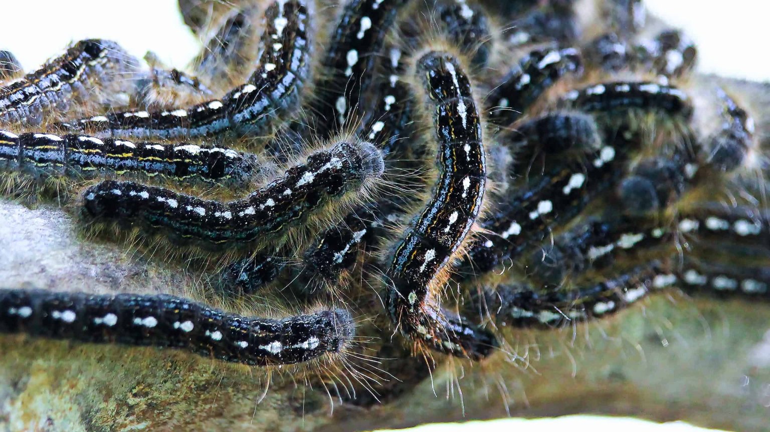 Are Black Hairy Caterpillars Dangerous EatHappyProject