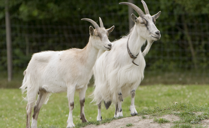 Female Goats