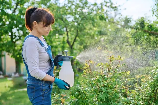 A woman sprays a plant with a sprayer, providing protection from pests.