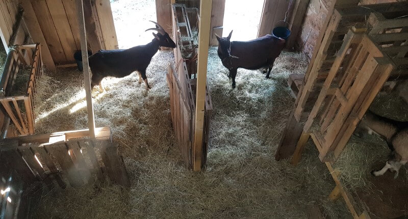 Goats in a barn filled with hay and straw, ensuring adequate shelter and food for the animals