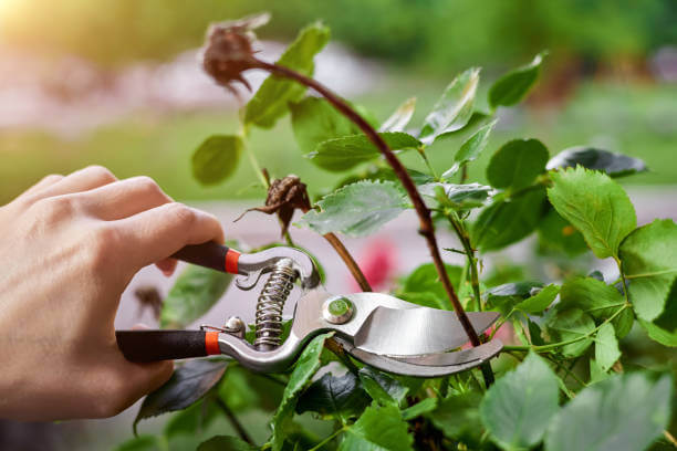 A gardener carefully cutting branches from a tree using pruning shears.