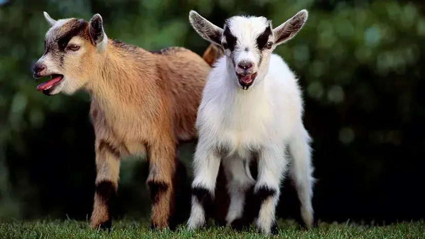 Two Pygmy goat kids standing in the grass.