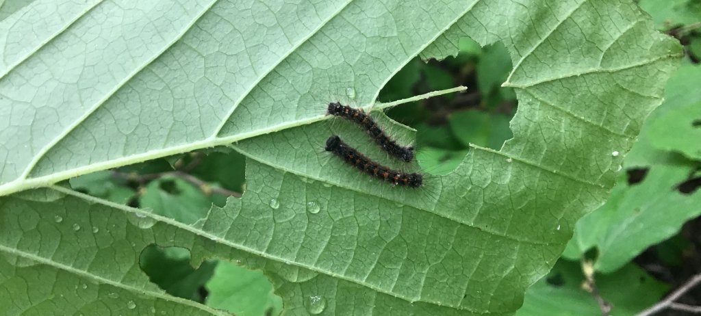 Recognizing the Signs of Caterpillar Activity in Your Garden