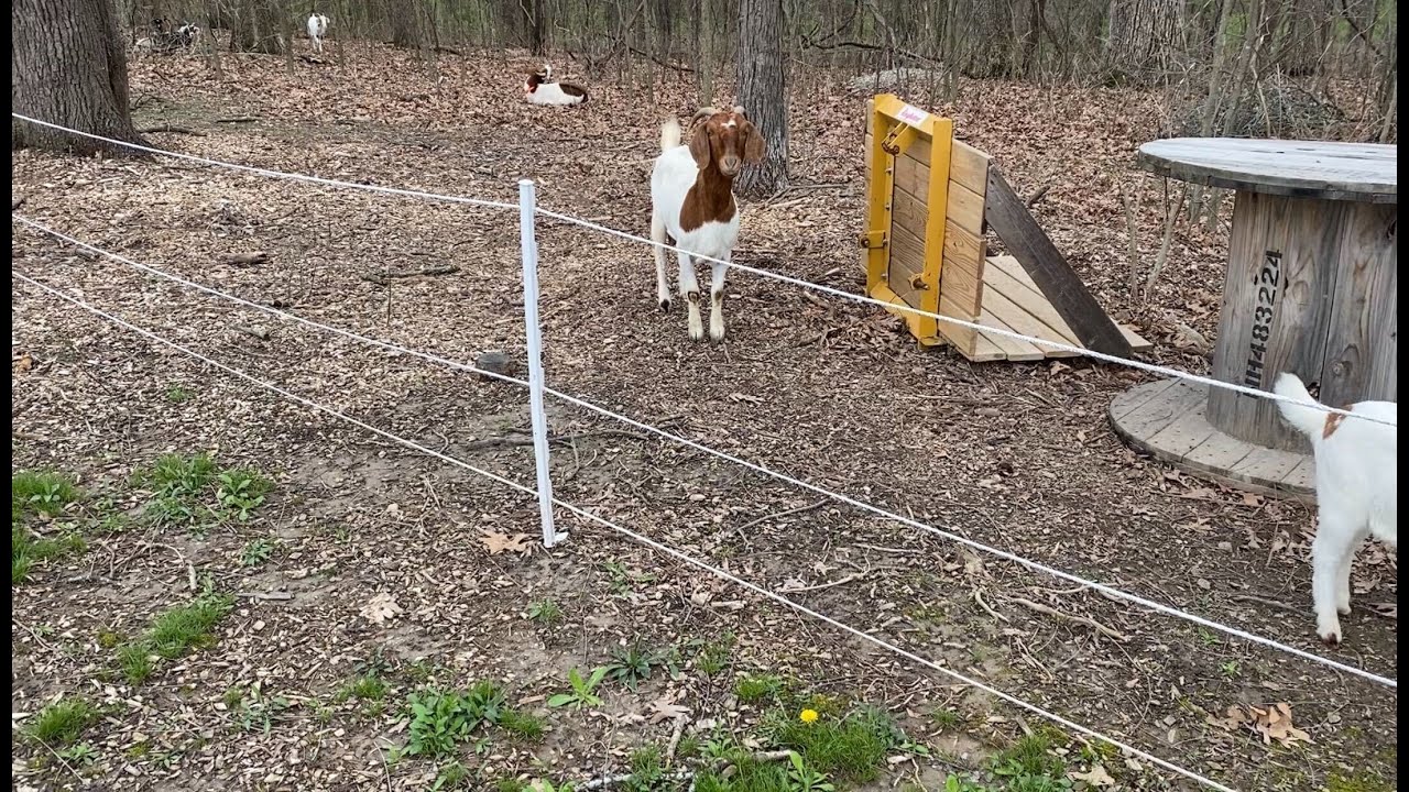 What is the Ideal Number of Electric Fence's Strands for Goats