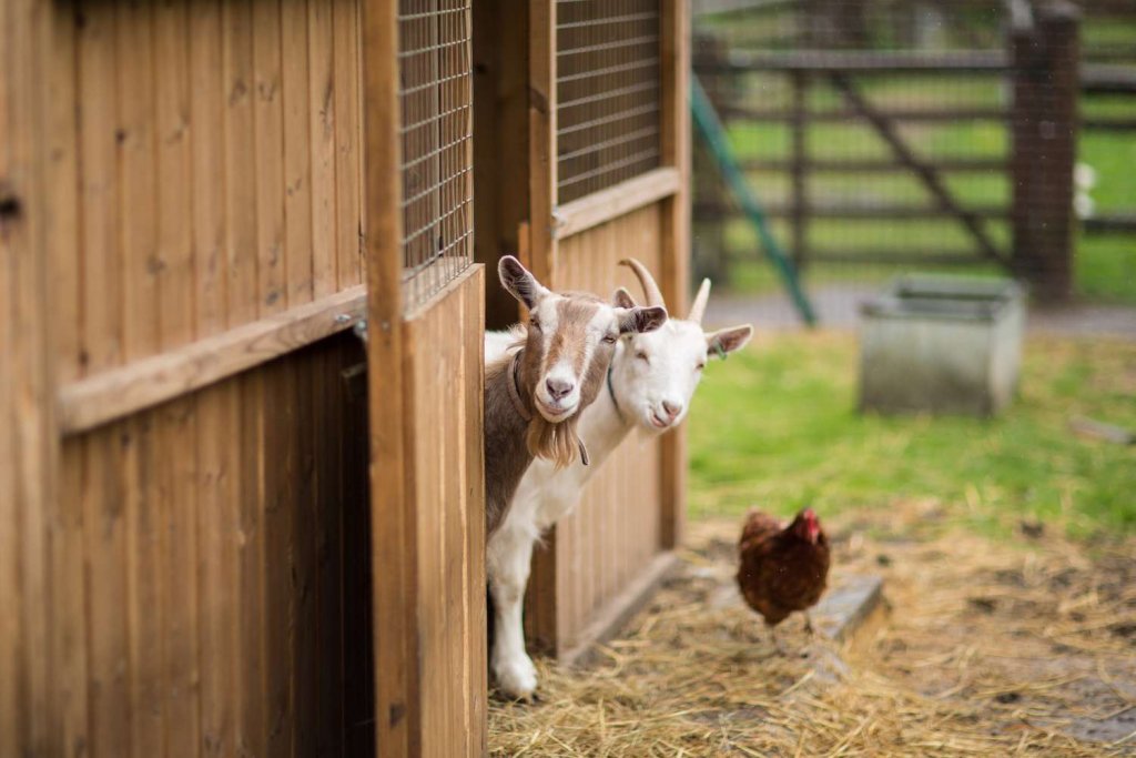 A secure goat house with a sturdy fence, lockable doors, and surveillance cameras for added protection