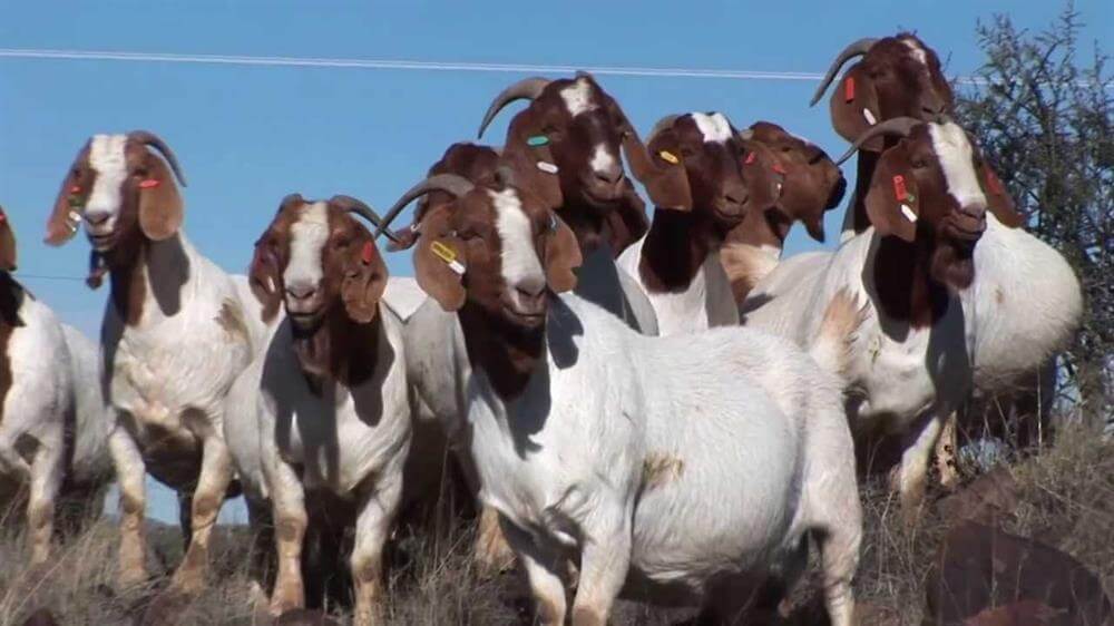 A group of goats peacefully gathered in a field