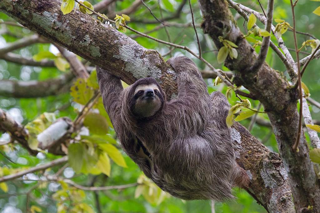 Sloths (Bradypodidae)