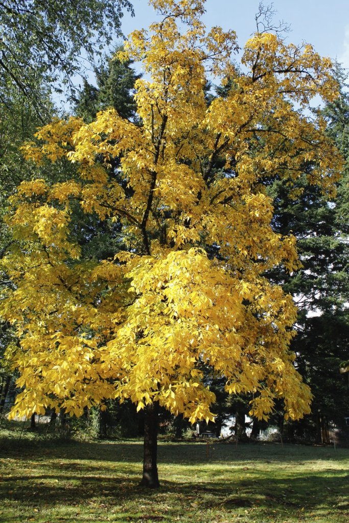 Hickory Trees