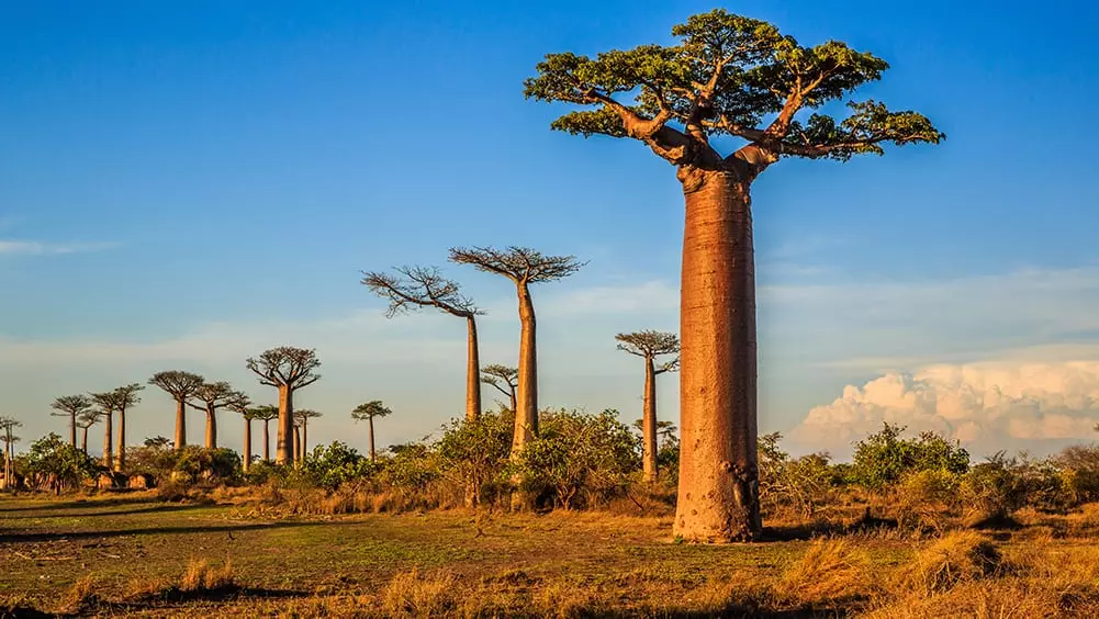 The Baobab Tree Immortality in the African Savannah .jpg