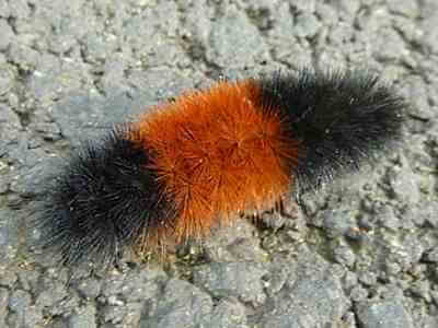 Black and orange caterpillar on ground - The Basics of The Black Hairy Caterpillar