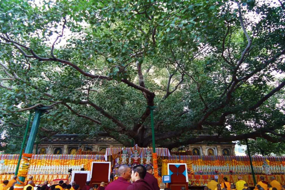 The Bodhi Tree Enlightenment in Buddhism