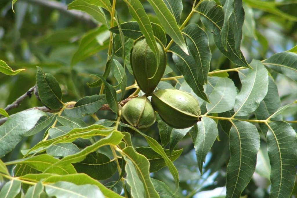 Flexible Walnut