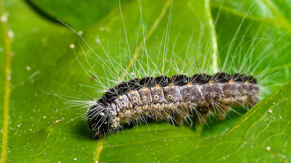 The Hidden Dangers of Fluffy Caterpillars