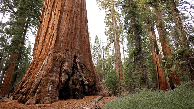 The Resilience of Giant Sequoias