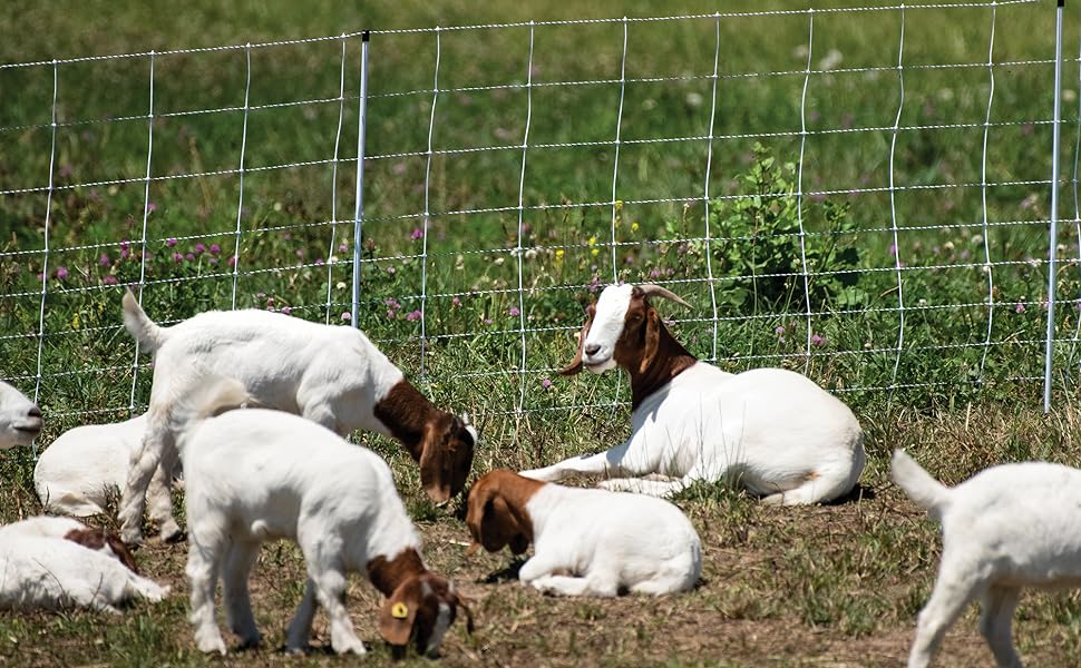 Goats grazing peacefully in a lush pasture,