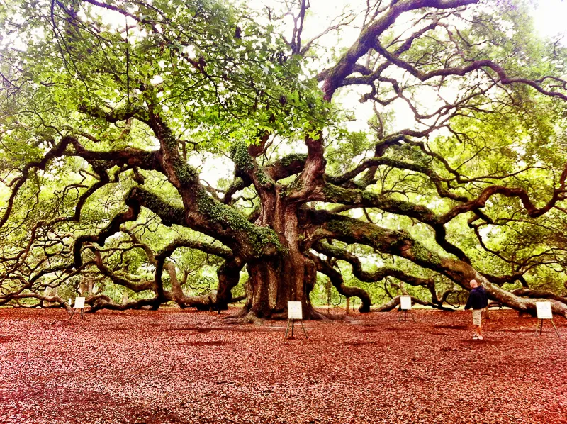 The South's Gem- Angel Oak Tree .jpg