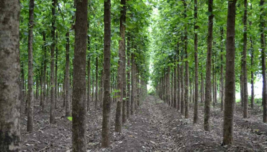 Timber Plantations