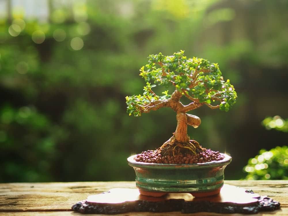 The Unique Bonsai