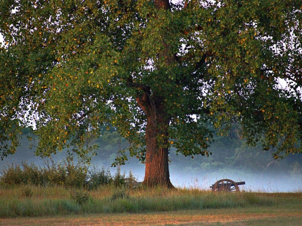 The Witness of History- Washington Oak Tree