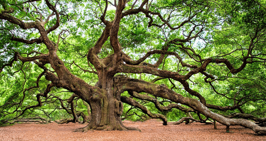 Majestic Angel Oak tree in Charleston, SC, representing the profound symbolism of trees across diverse cultures