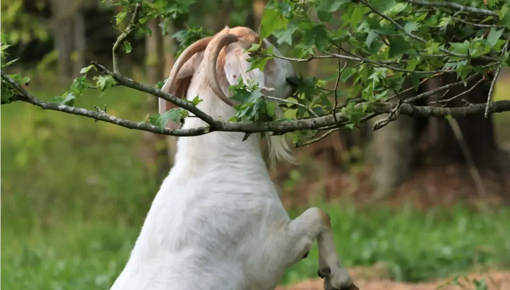 a goat happily grazing on a tree branch, surrounded by neatly trimmed overhanging branches
