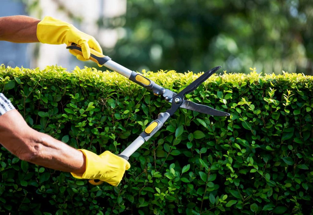 Trimming Evergreen Bushes in Summer