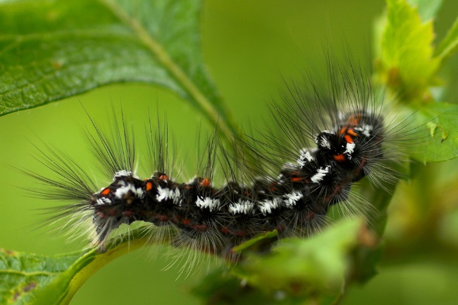 Types of Caterpillars that Can Cause a Deadly Sting