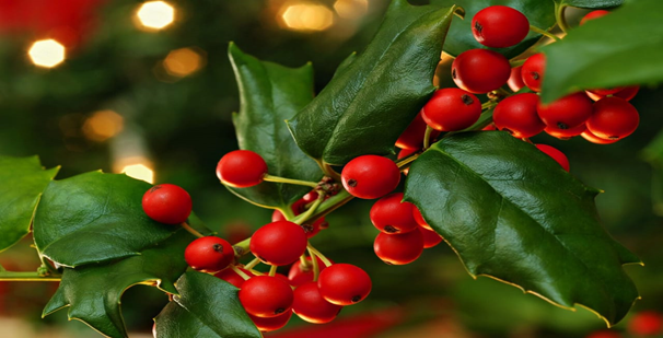 Holly berries on a branch, showcasing vibrant red berries. A classic sight from various types of Holly Bushes