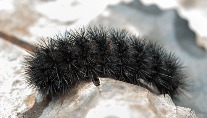A black caterpillar with fuzz on a rock. Caution: Watch out for it!