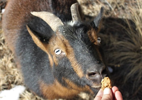 Ways to Incorporate Oats in Wether Goats
