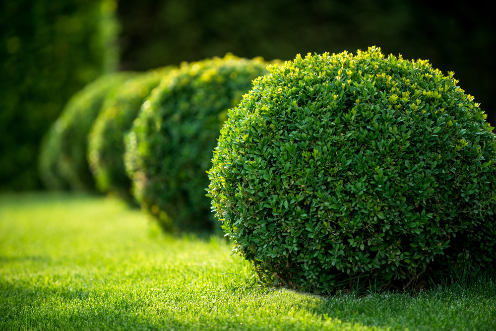 A picturesque garden scene showcasing a row of lush bushes, perfect for those seeking easy-to-grow varieties
