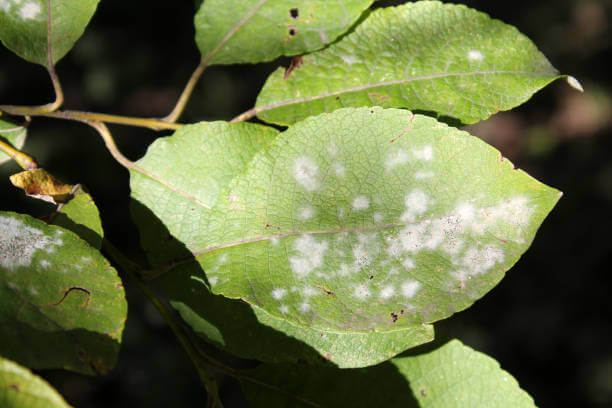 Powdery mildew on plants caused by fungal spores. It thrives in warm, humid conditions