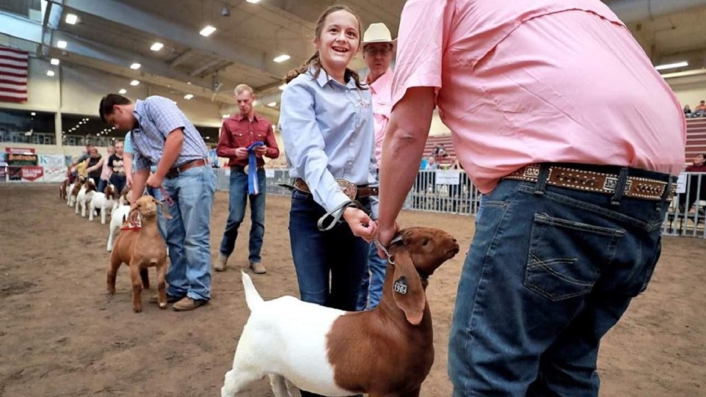 A woman gently strokes a goat at a livestock show